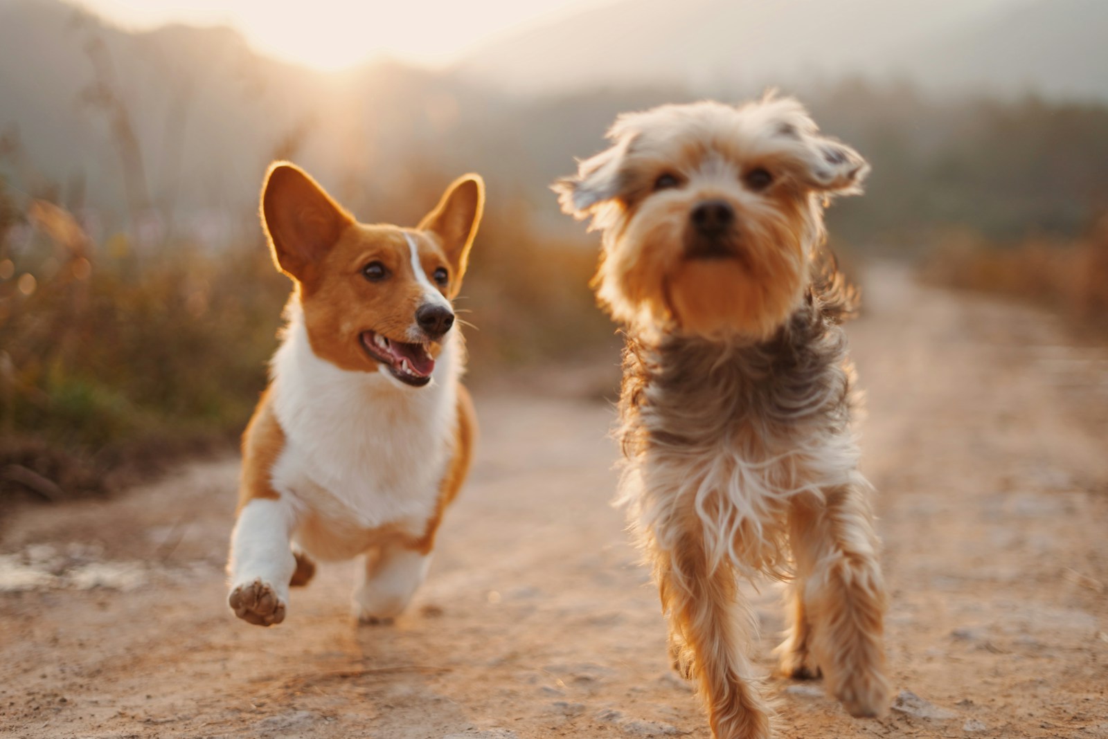 Ostsee mit Hund – Ein Paradies für Vierbeiner