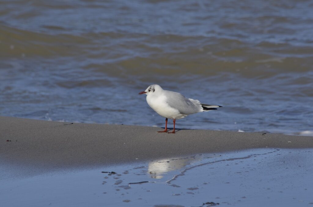 gull, boltenhagen, nature