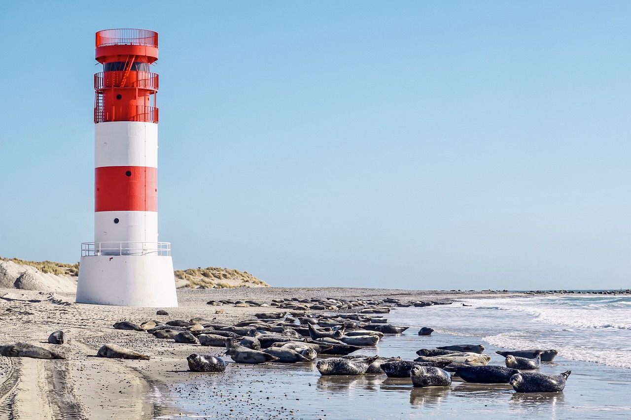 beach, lighthouse, seals