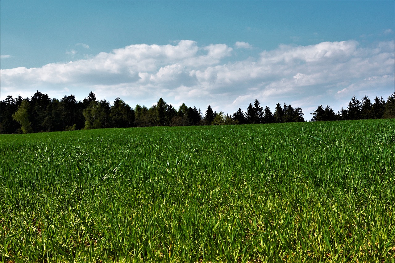 erde, wald, wolken